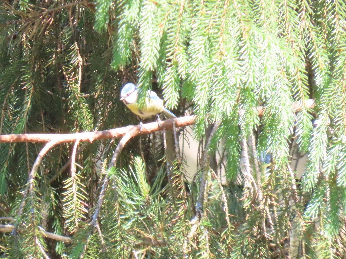 Eurasian Blue Tit - ML620583052