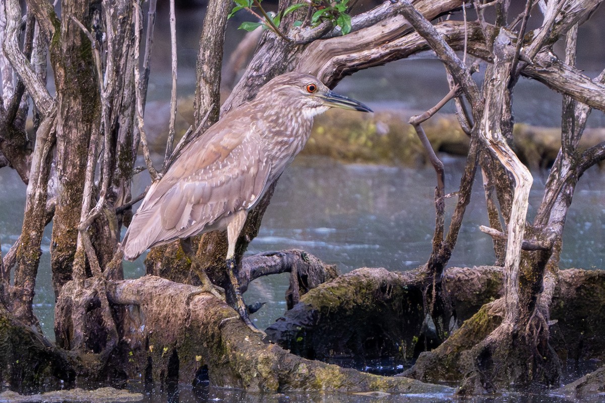 Black-crowned Night Heron - ML620583057