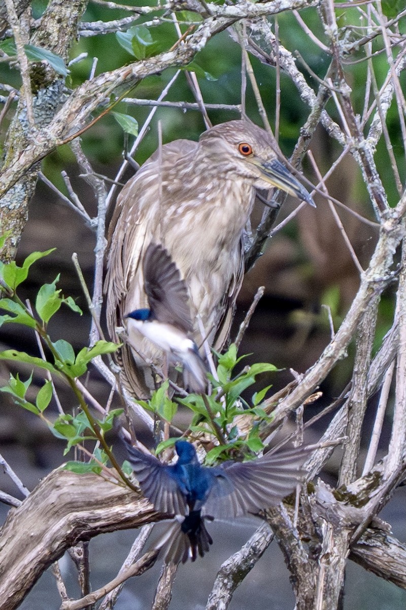 Black-crowned Night Heron - ML620583062