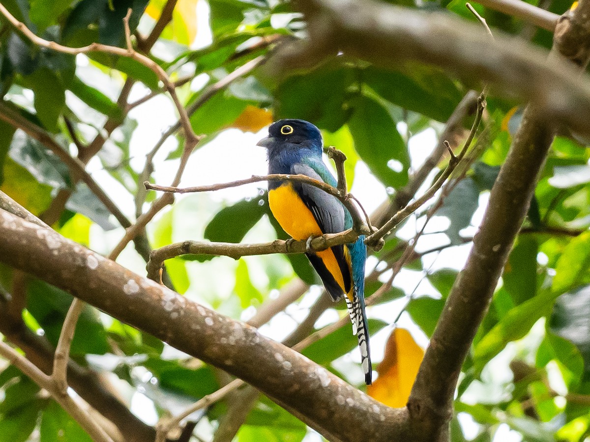 trogon podvazkový - ML620583063