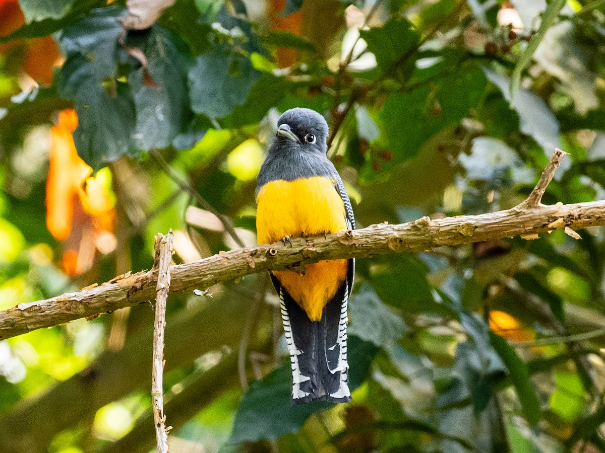 trogon podvazkový - ML620583064