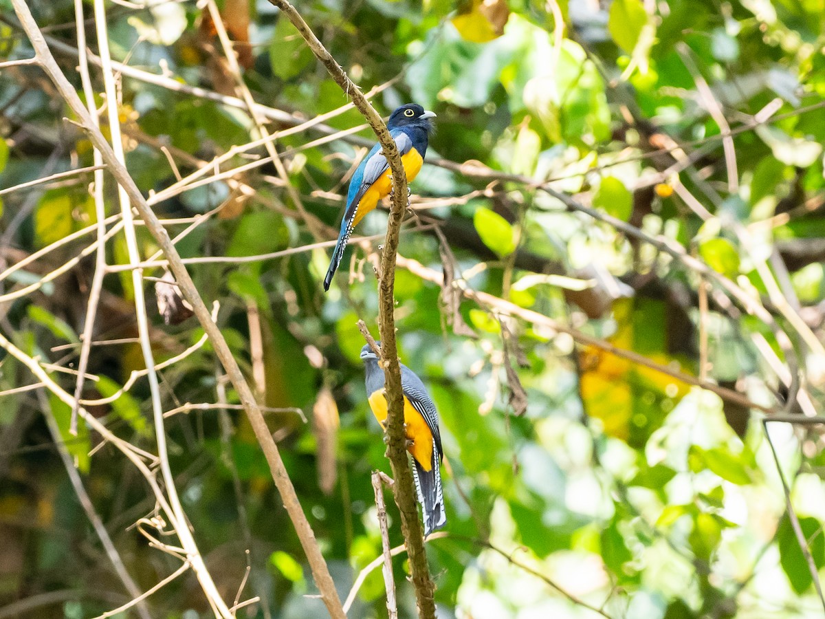 trogon podvazkový - ML620583065