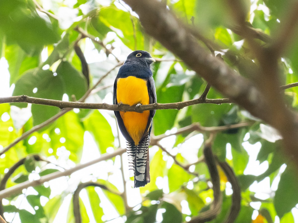 Gartered Trogon - ML620583066