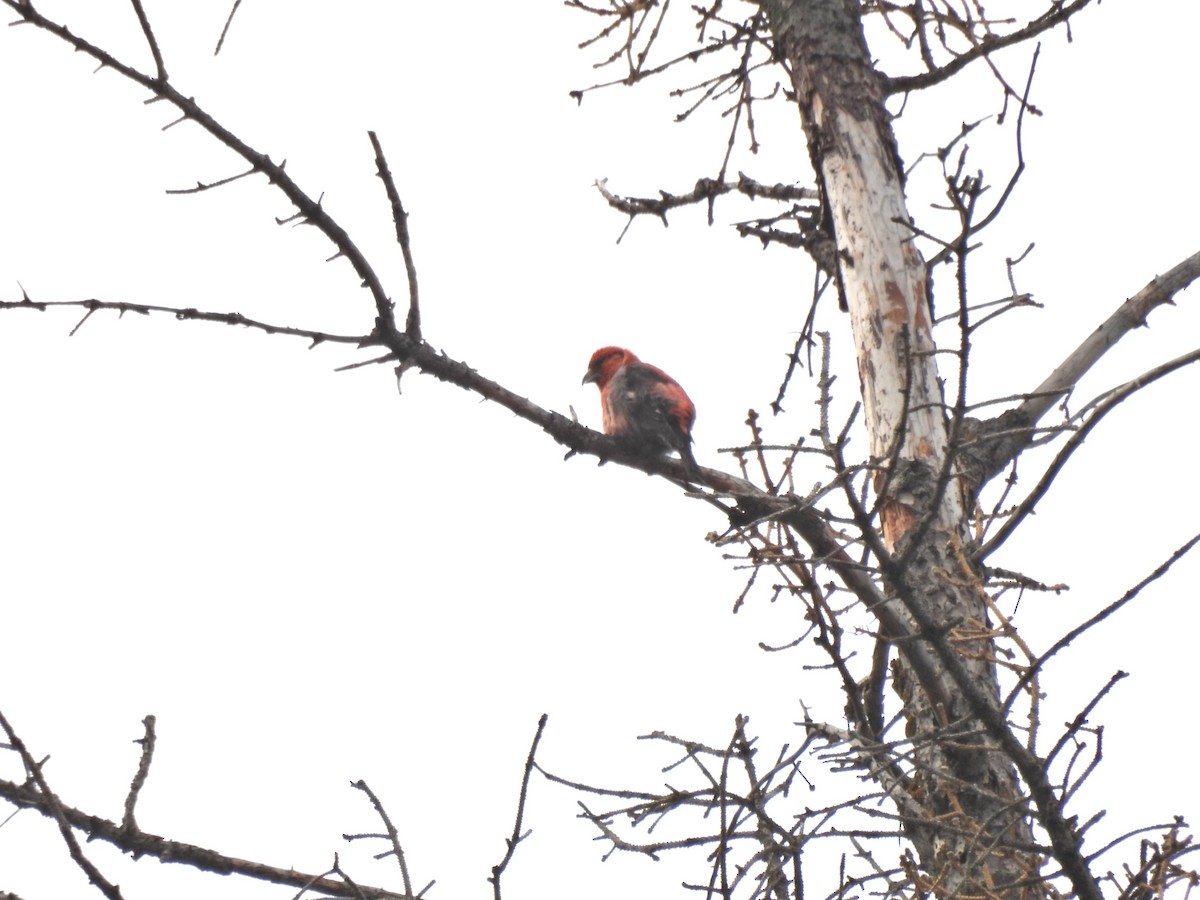 White-winged Crossbill - ML620583068