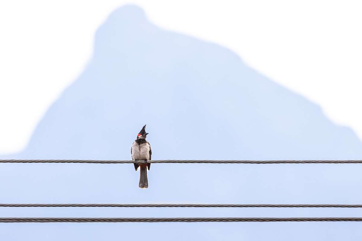 Red-whiskered Bulbul - ML620583069