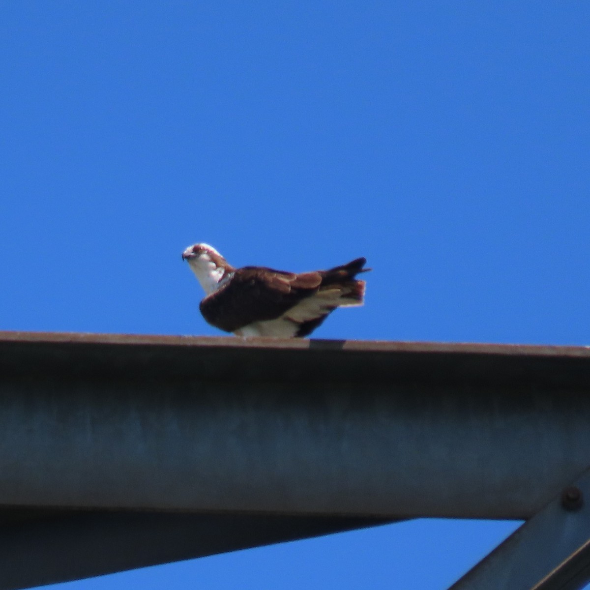 Balbuzard pêcheur (carolinensis) - ML620583070