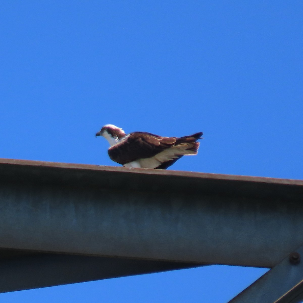 Arrano arrantzalea (carolinensis) - ML620583071