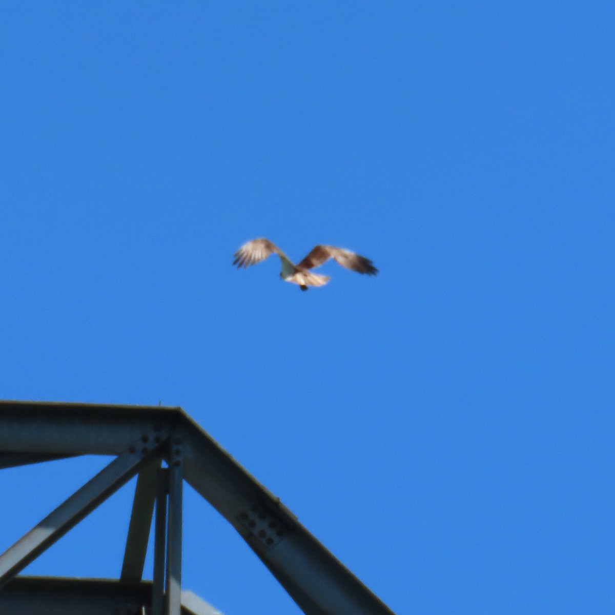 Osprey (carolinensis) - ML620583072