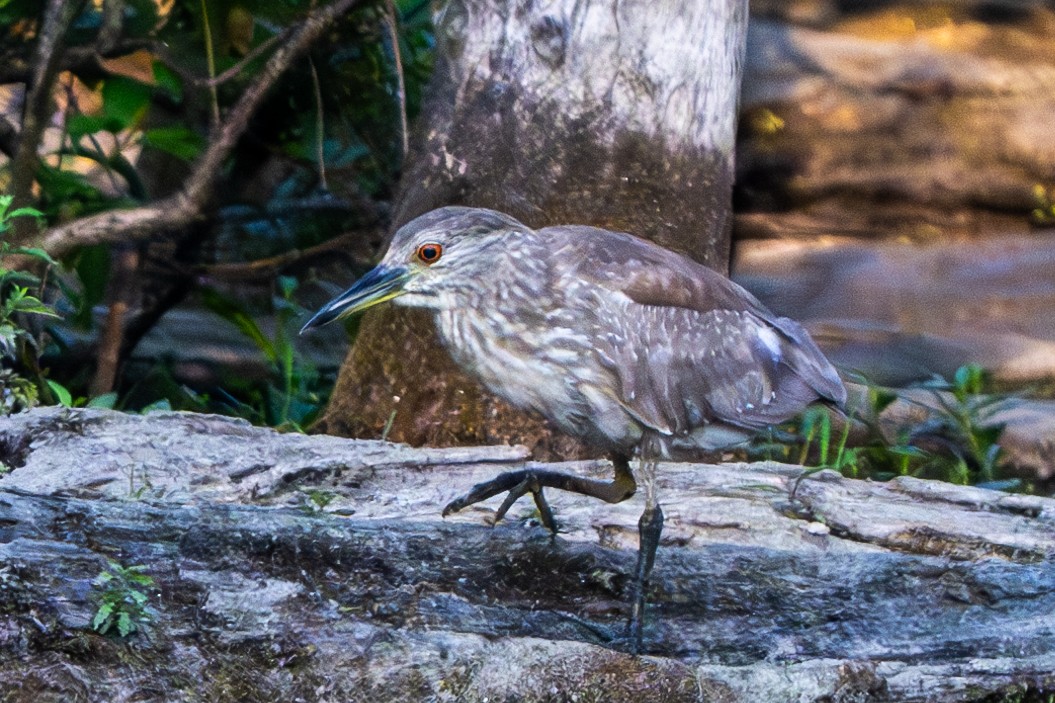 Black-crowned Night Heron - ML620583073