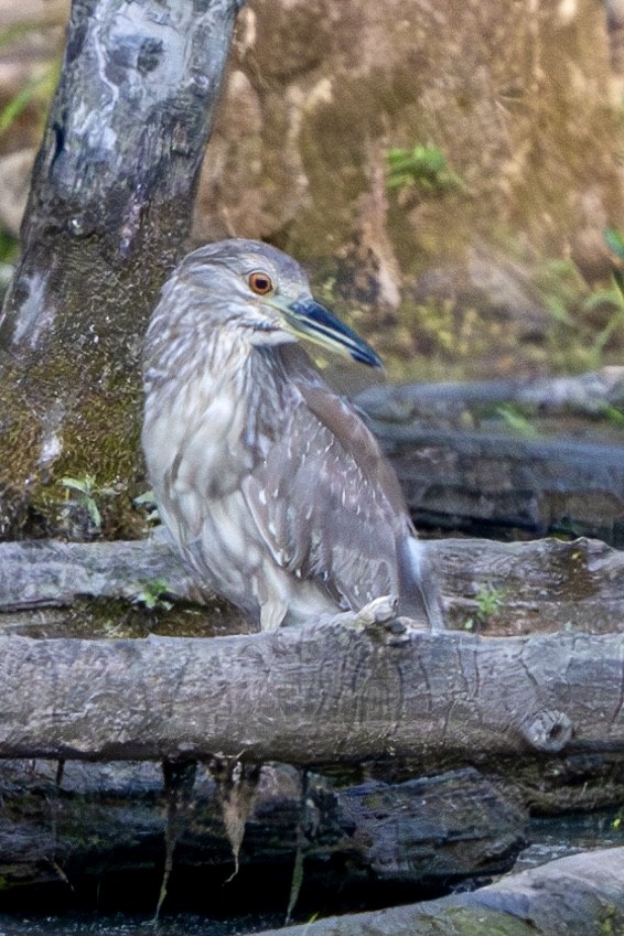 Black-crowned Night Heron - ML620583082