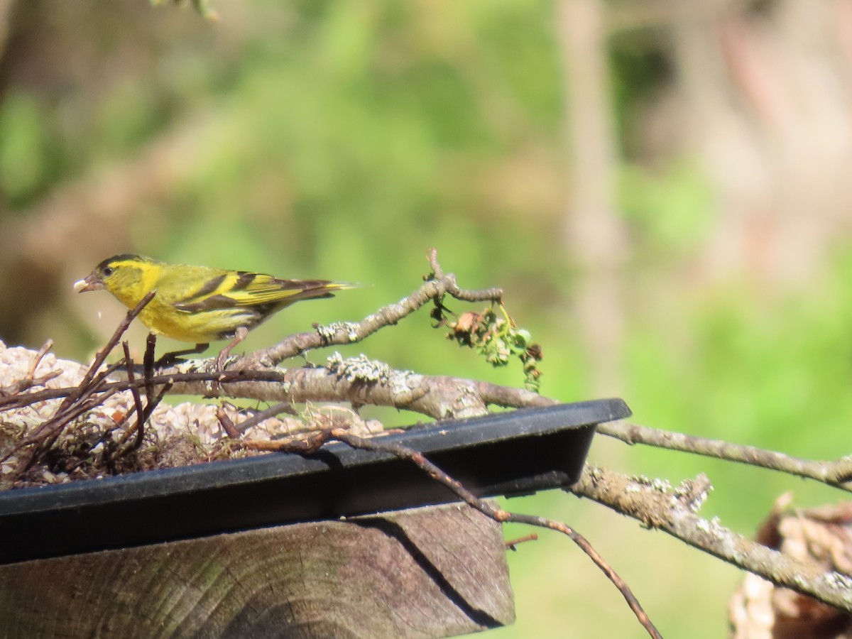 Eurasian Siskin - ML620583084