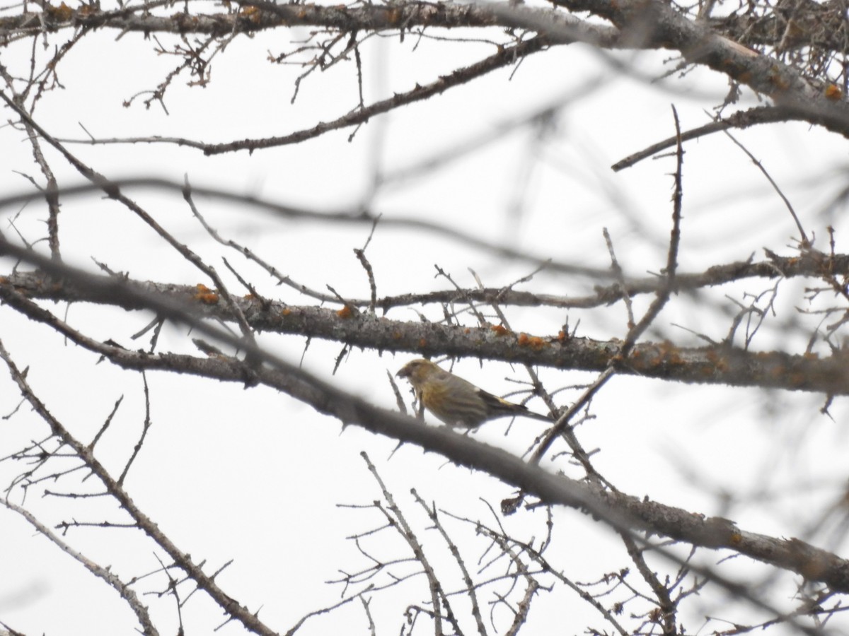 White-winged Crossbill - Lara Fitzpatrick