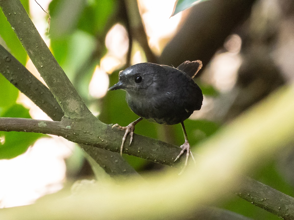 Santa Marta Tapaculo - ML620583090