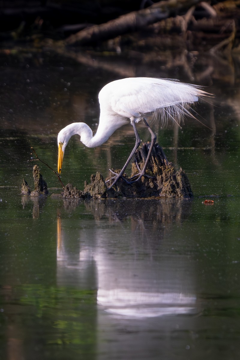 Great Egret - ML620583096