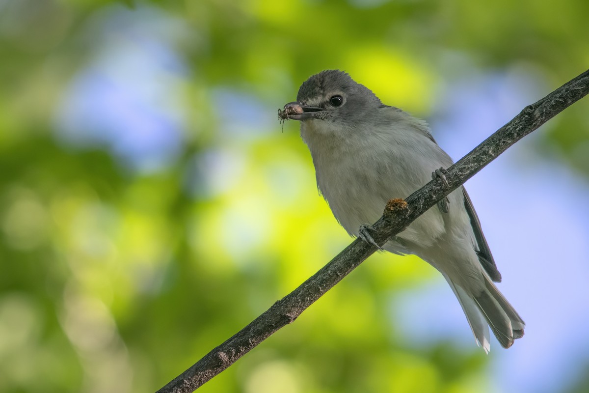 Plumbeous Vireo - Annie Beckstrand