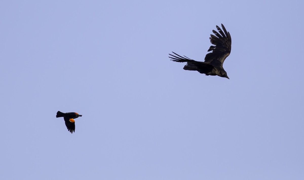 Red-winged Blackbird - ML620583099