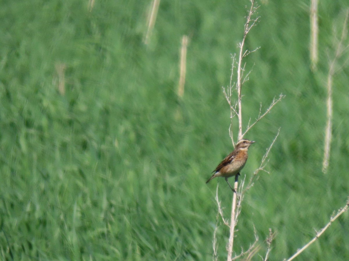 Whinchat - Cyndy Johnson