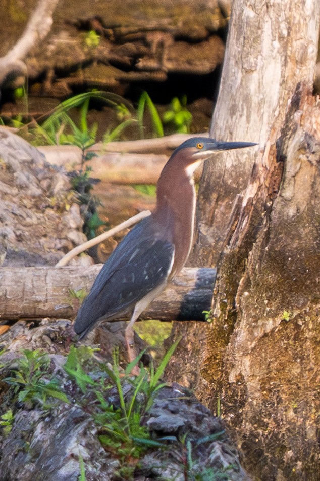 Green Heron - ML620583109