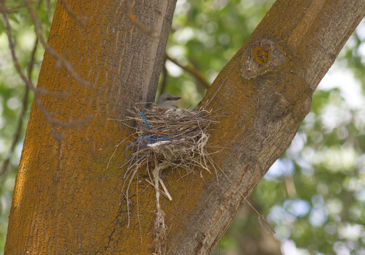 Western Kingbird - ML620583110