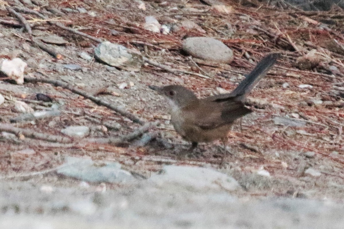 Spectacled Warbler - ML620583115