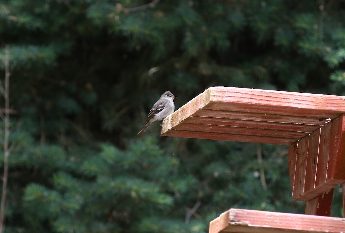 new world flycatcher sp. - ML620583125