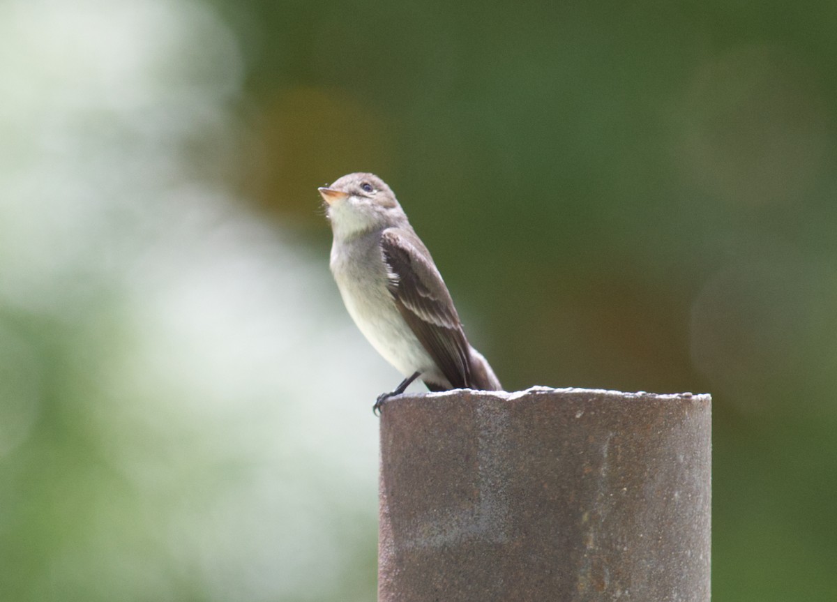 new world flycatcher sp. - ML620583126