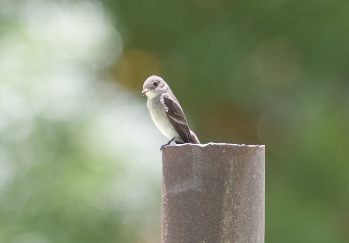 new world flycatcher sp. - ML620583127