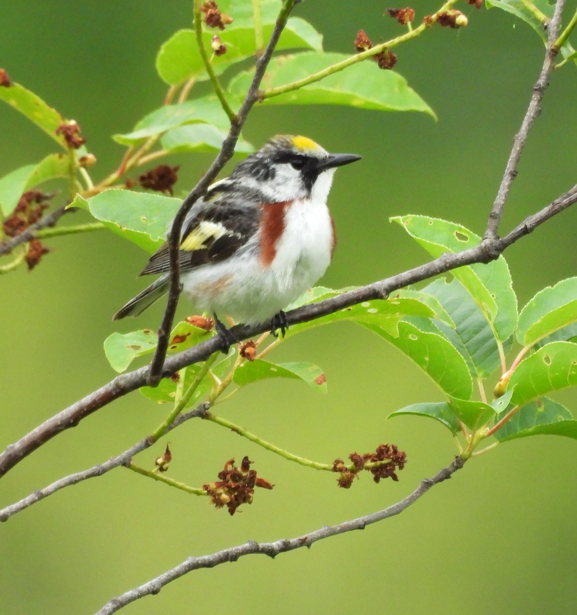 Chestnut-sided Warbler - ML620583141