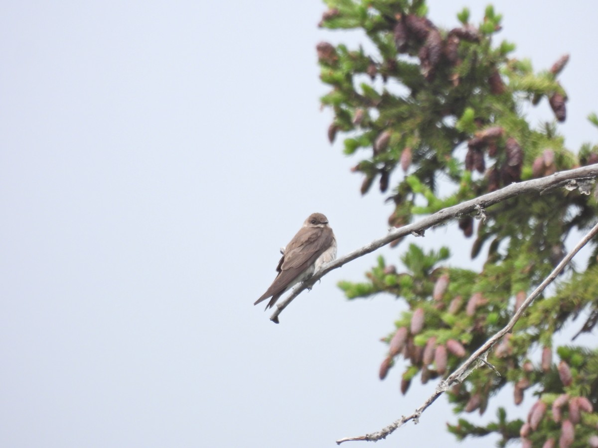 Northern Rough-winged Swallow - ML620583143