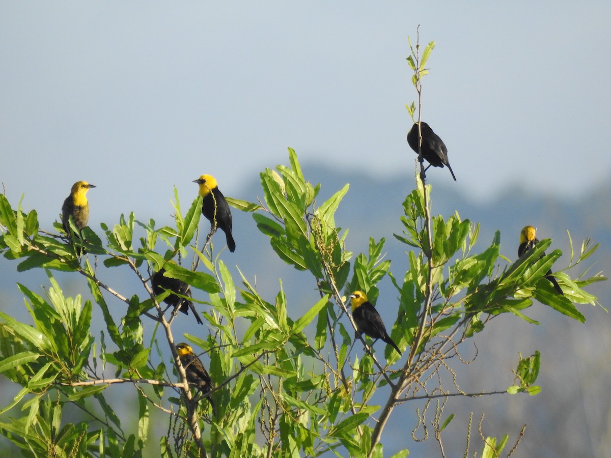 Yellow-hooded Blackbird - ML620583147