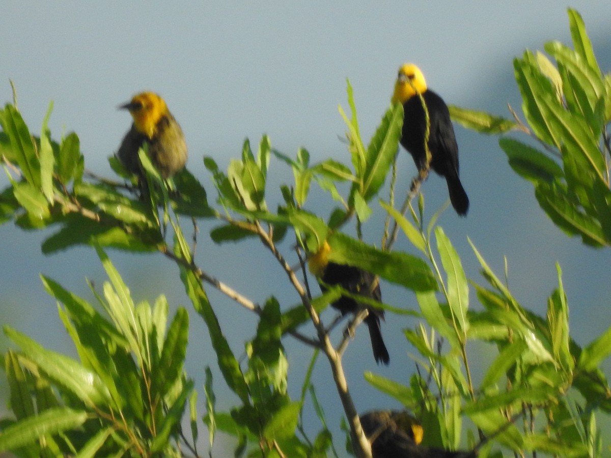 Yellow-hooded Blackbird - ML620583148
