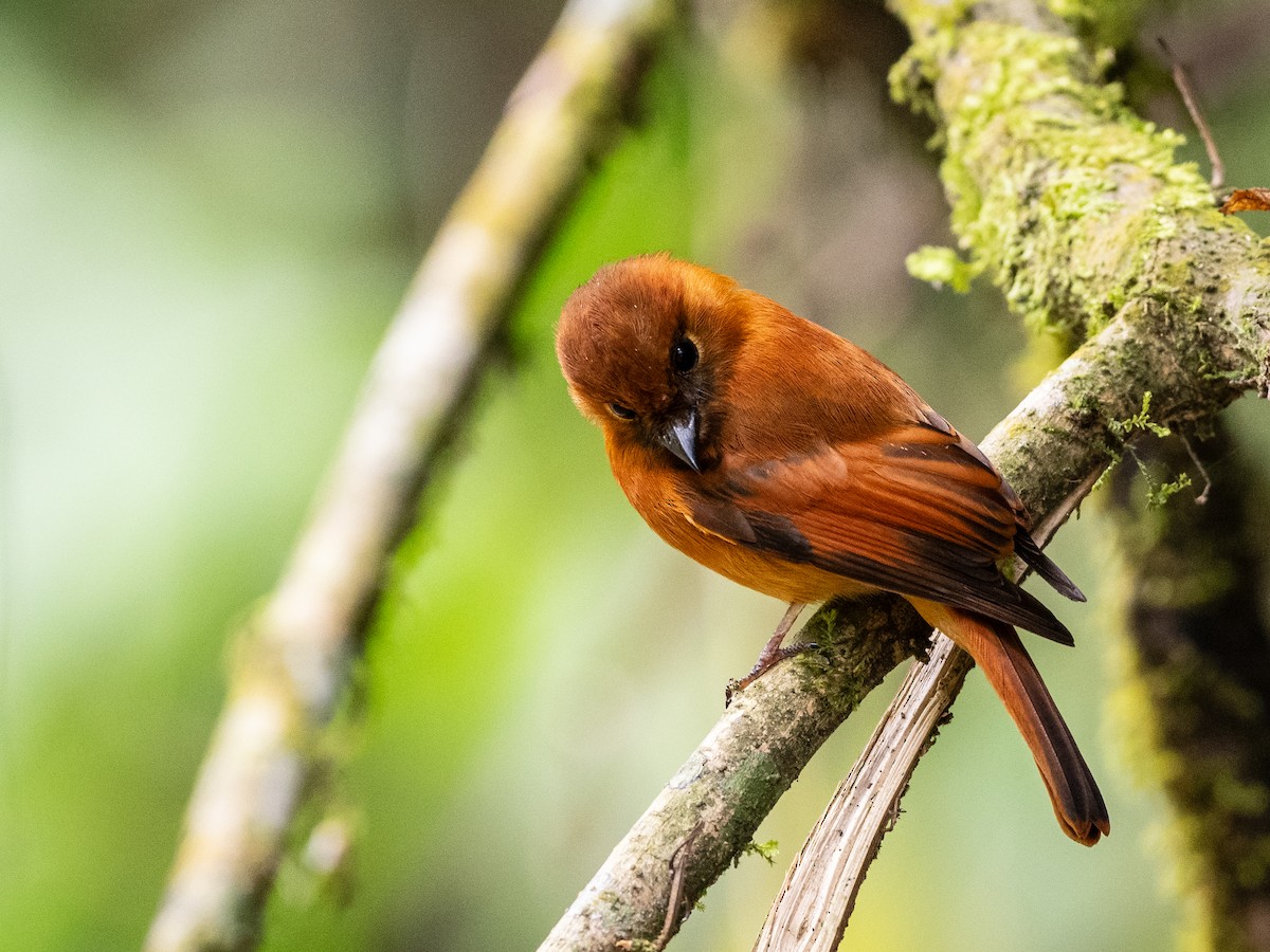 Cinnamon Flycatcher - ML620583151