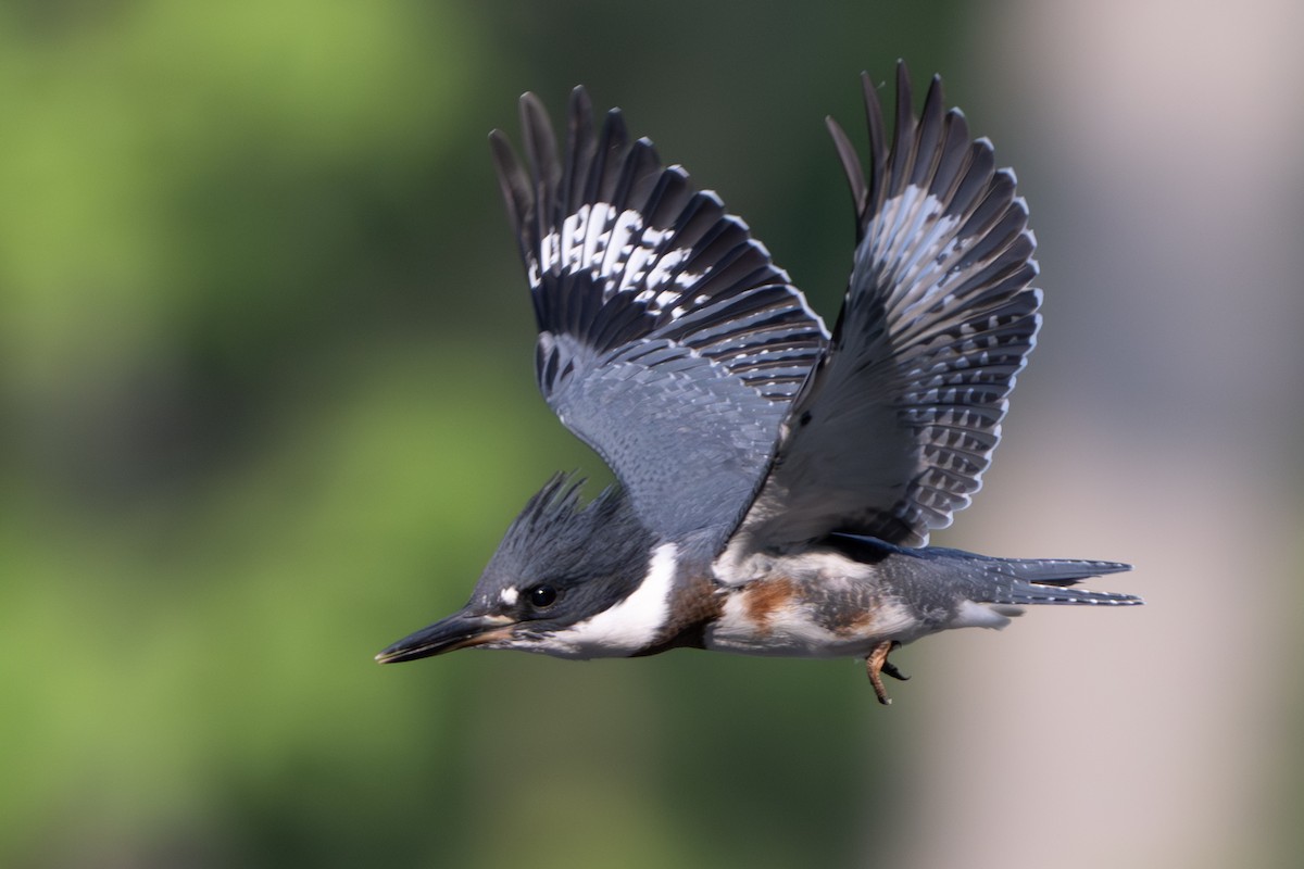 Belted Kingfisher - ML620583158