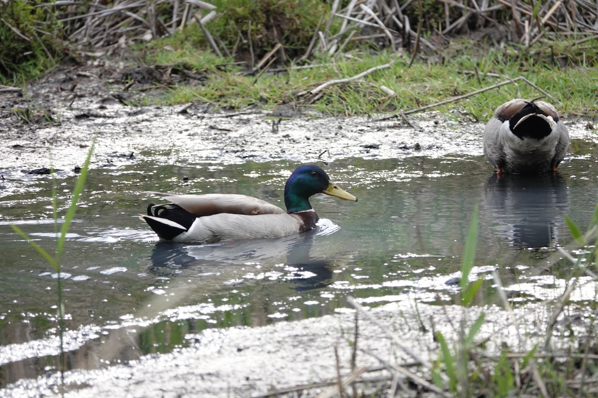 Mallard - ML620583162