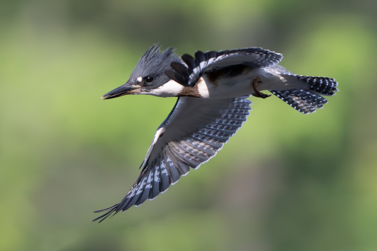 Belted Kingfisher - ML620583163