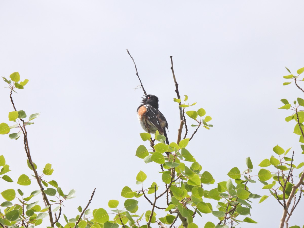 Spotted Towhee - ML620583164