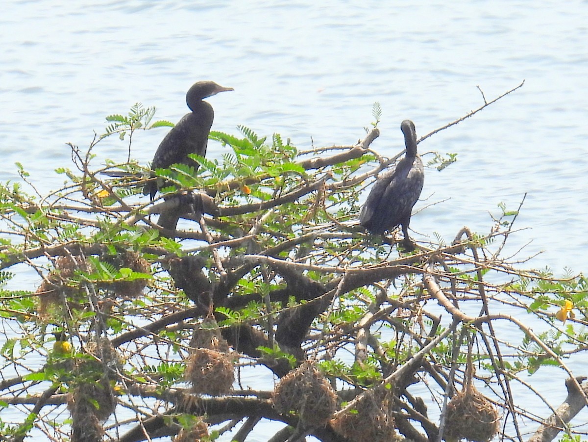 Long-tailed Cormorant - ML620583166