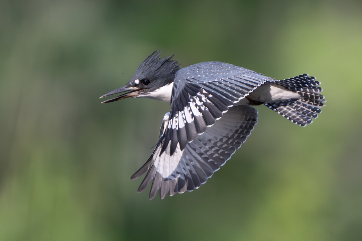 Belted Kingfisher - ML620583168