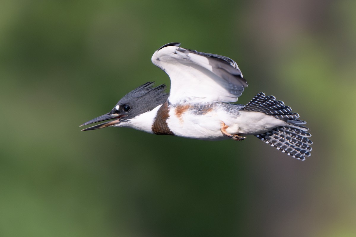 Belted Kingfisher - ML620583177