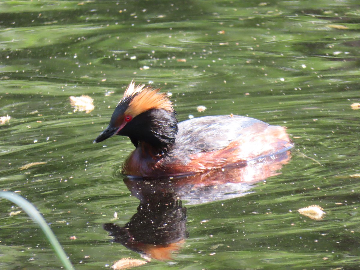 Horned Grebe - ML620583184