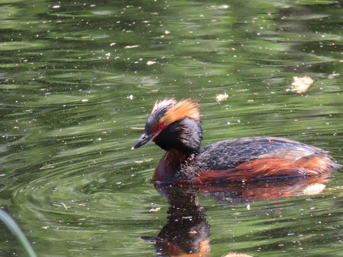 Horned Grebe - ML620583185