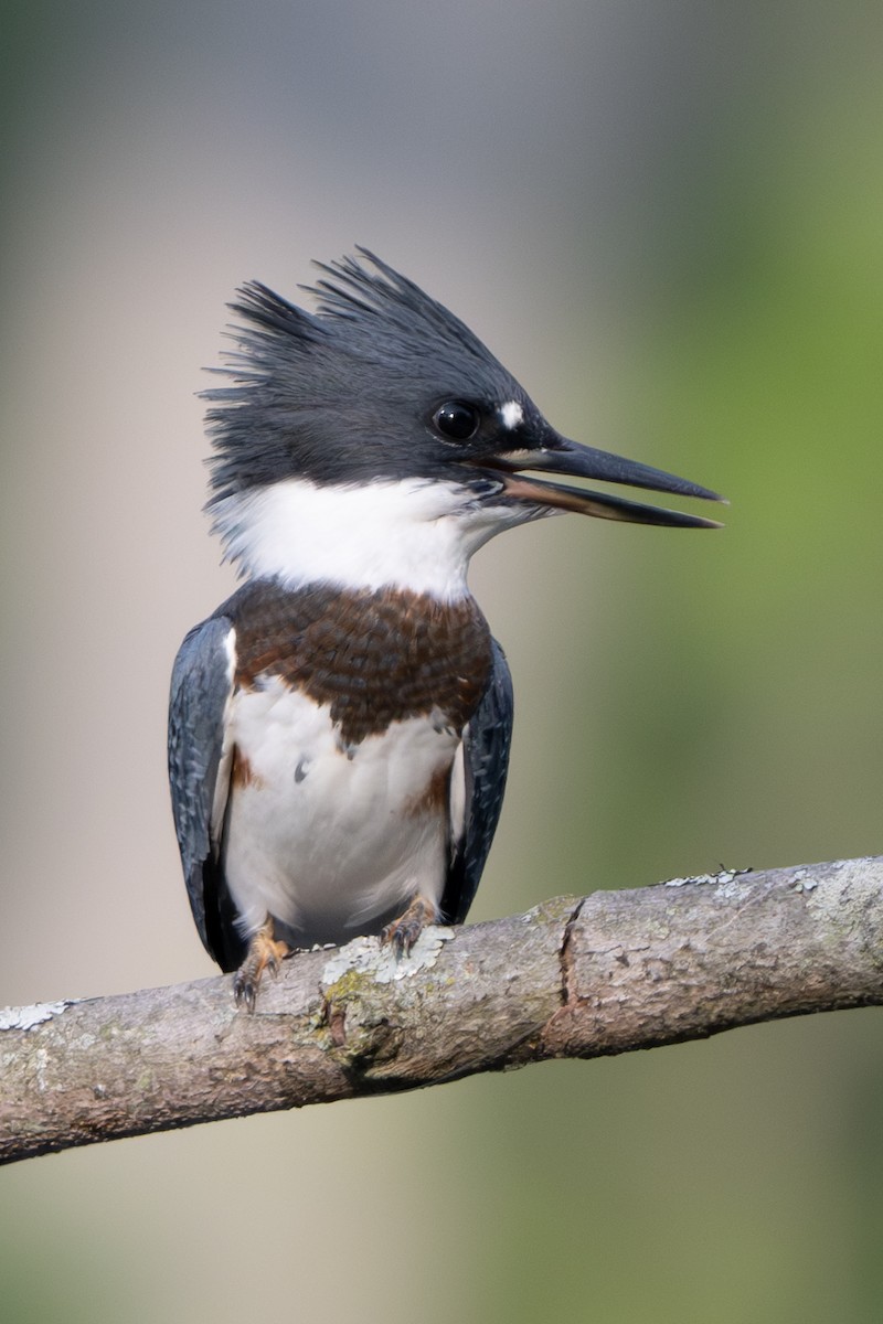 Belted Kingfisher - ML620583186