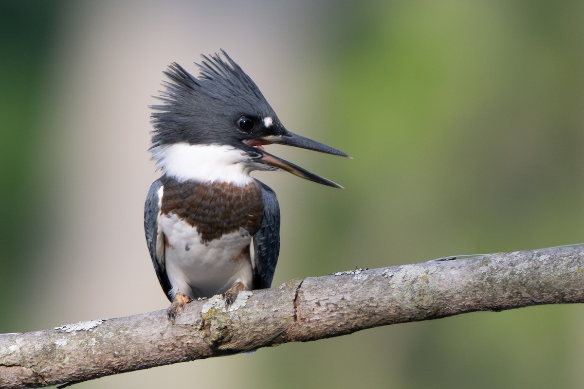 Belted Kingfisher - ML620583194