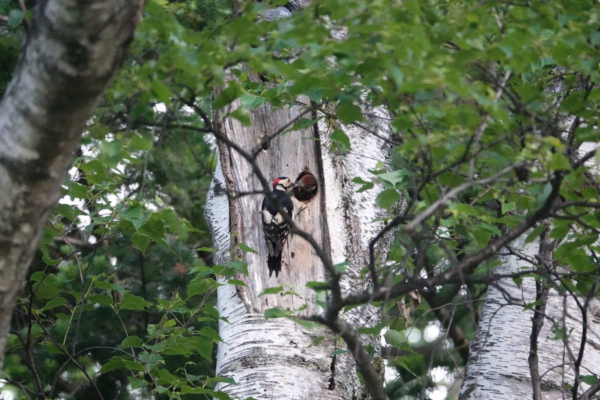 Great Spotted Woodpecker - ML620583195