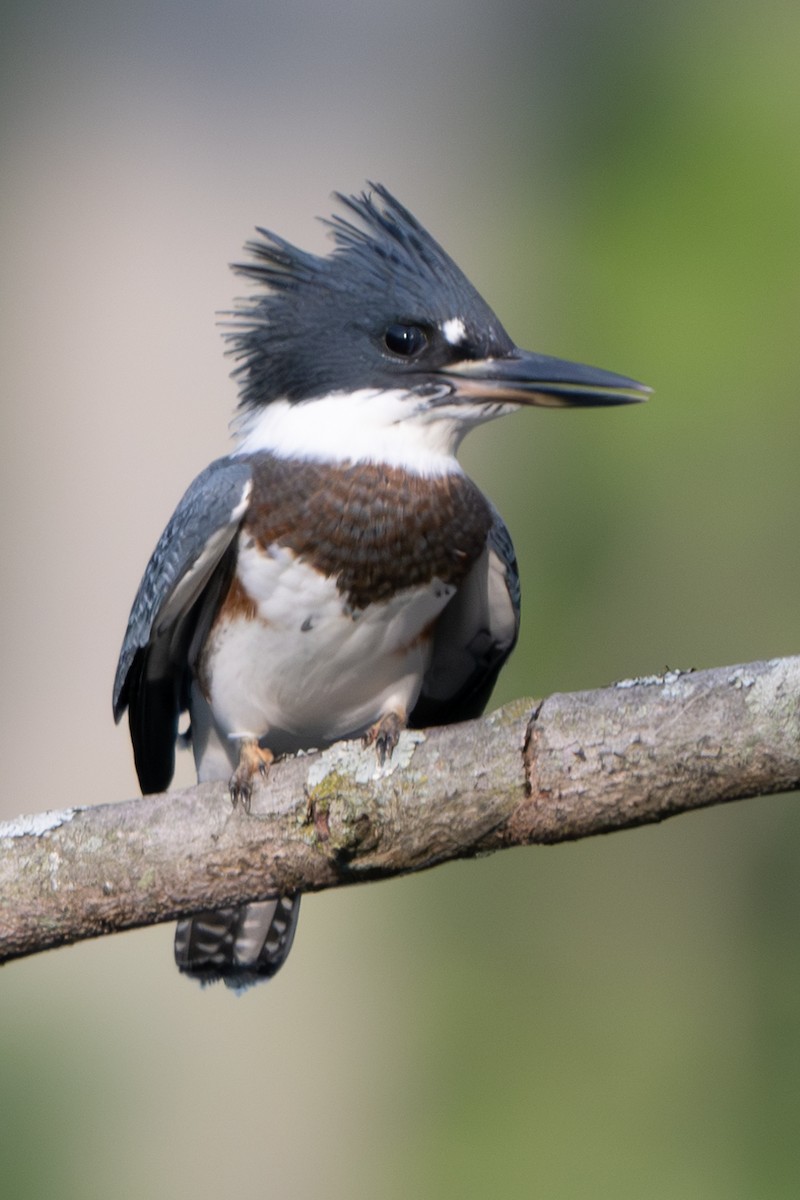 Belted Kingfisher - ML620583197