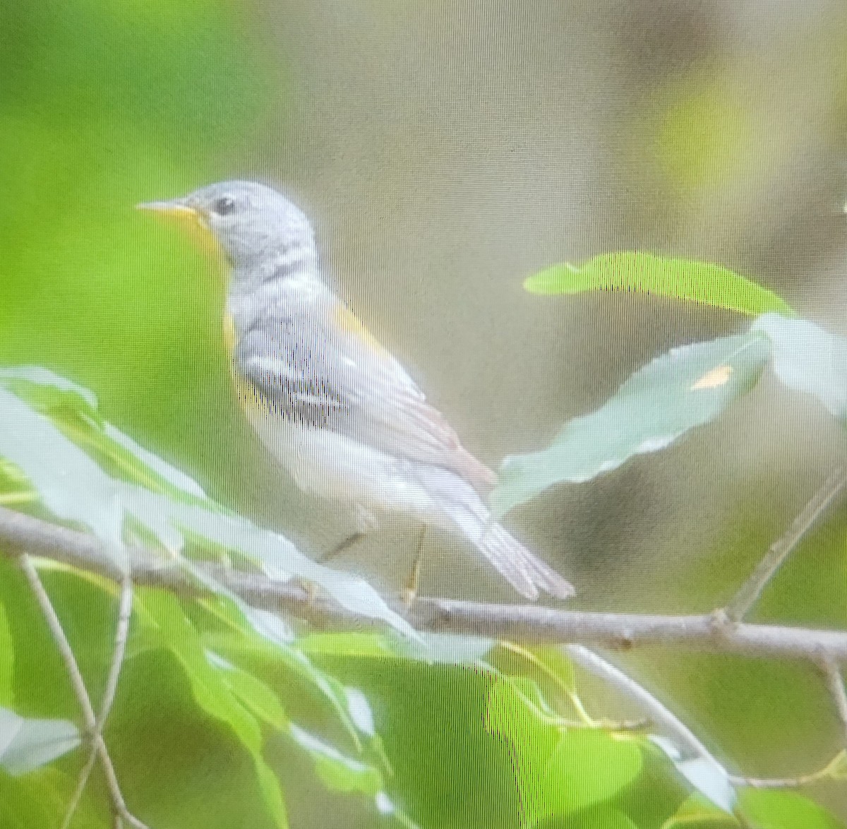 Northern Parula - ML620583203