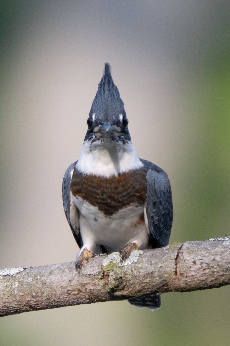 Belted Kingfisher - ML620583205