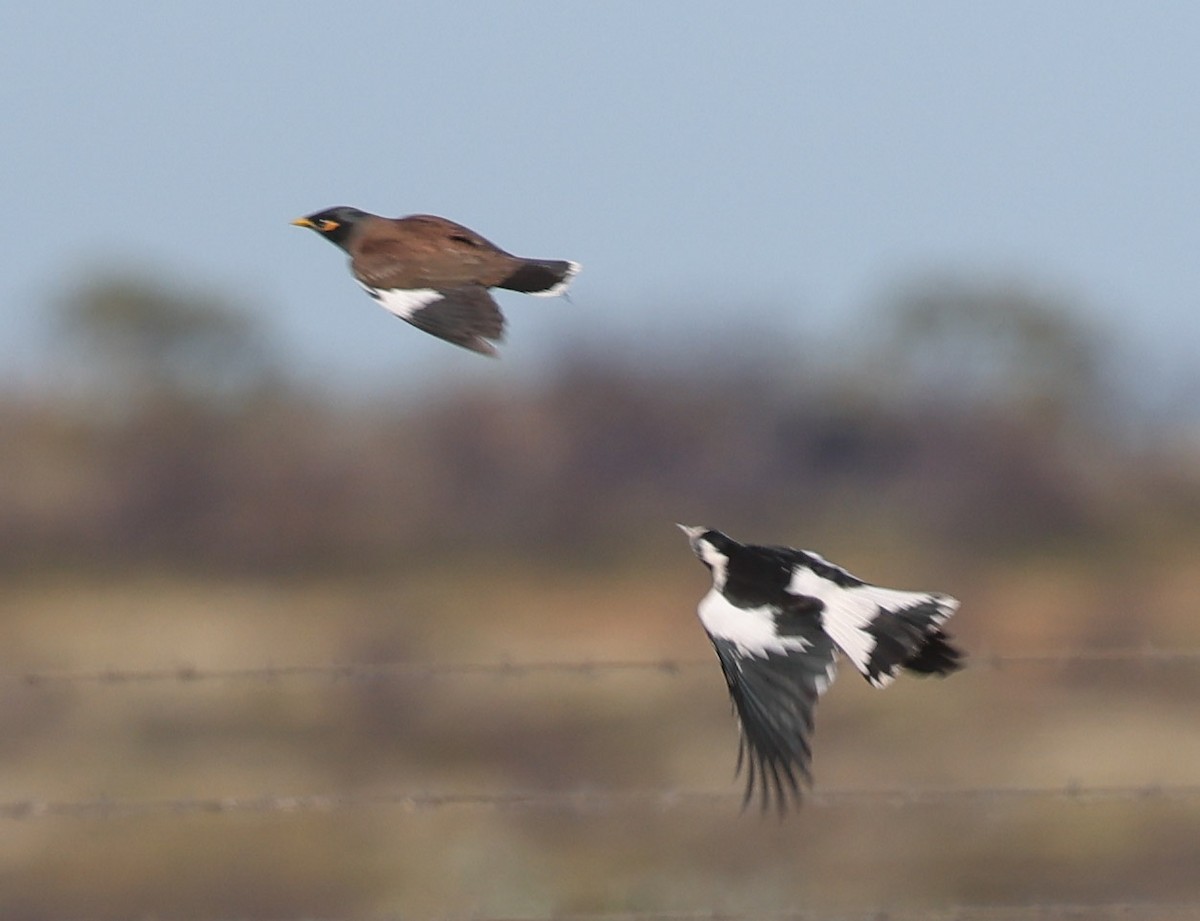 Common Myna - ML620583206