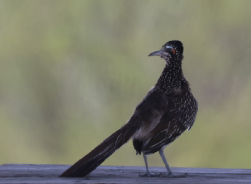 Greater Roadrunner - ML620583214