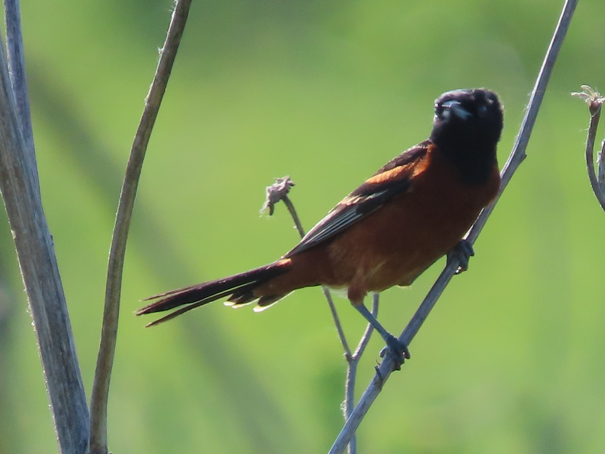 Orchard Oriole - ML620583216